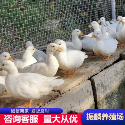 柯尔鸭活物小鸭子活宠物网红小黄鸭可爱小鸭子可达鸭活体运输图4