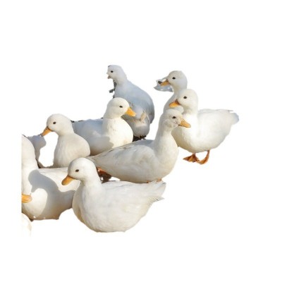 柯尔鸭活物小鸭子活宠物网红小黄鸭可爱小鸭子可达鸭活体运输图5