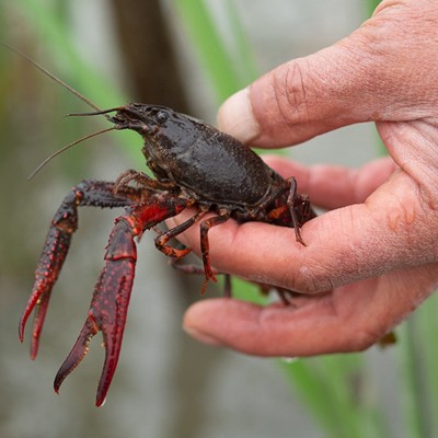 现货鲜活小龙虾批发湖北淡水养殖小龙虾酒店餐厅监利青红稻田龙虾图4