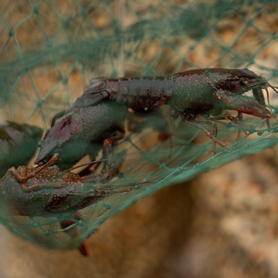 现货鲜活小龙虾批发湖北淡水养殖小龙虾酒店餐厅监利青红稻田龙虾图3