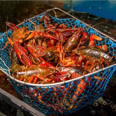 现货鲜活小龙虾批发湖北淡水养殖小龙虾酒店餐厅监利青红稻田龙虾图5