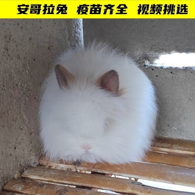 宠物兔活体长不大侏儒兔小型猫猫兔垂耳兔安哥拉兔彩獭兔包邮图3