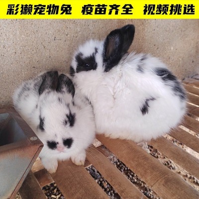 宠物兔活体长不大侏儒兔小型猫猫兔垂耳兔安哥拉兔彩獭兔包邮图2