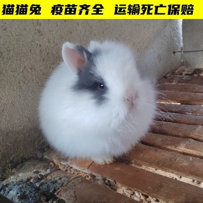 宠物兔活体长不大侏儒兔小型猫猫兔垂耳兔安哥拉兔彩獭兔包邮图4