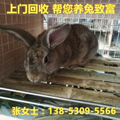 兔子活体大型种兔肉兔比利时种新西兰白兔月月兔幼苗活体图3