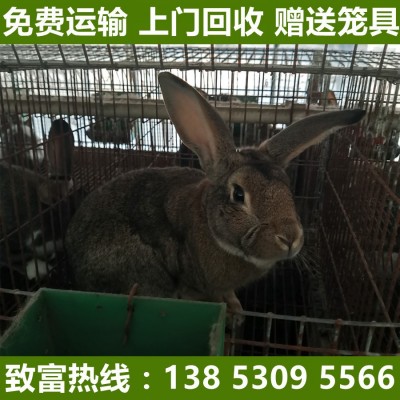 兔子活体大型种兔肉兔比利时种新西兰白兔月月兔幼苗活体图2