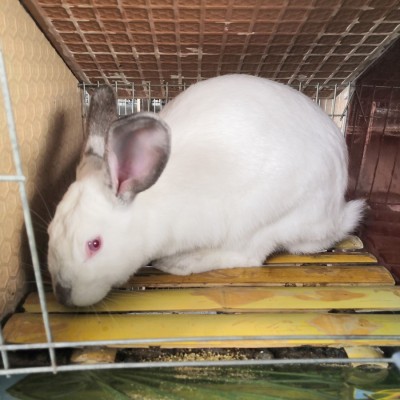 兔子活体大型种兔肉兔比利时种新西兰白兔月月兔幼苗活体图4