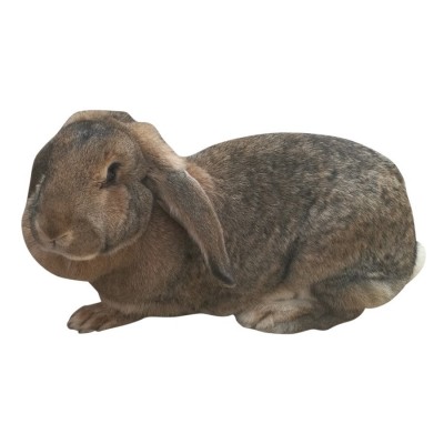 兔子活体大型种兔肉兔比利时种新西兰白兔月月兔幼苗活体图5