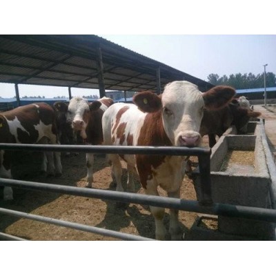 养牛技术 西门塔尔牛犊价格 正规养牛场 农村合作养牛图4