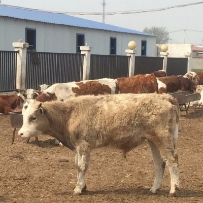 养牛技术 西门塔尔牛犊价格 正规养牛场 农村合作养牛图2