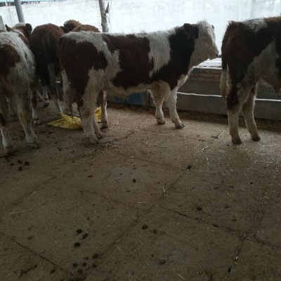 养牛技术 西门塔尔牛犊价格 正规养牛场 农村合作养牛图5