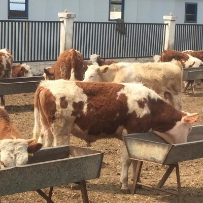 养牛技术 西门塔尔牛犊价格 正规养牛场 农村合作养牛图3