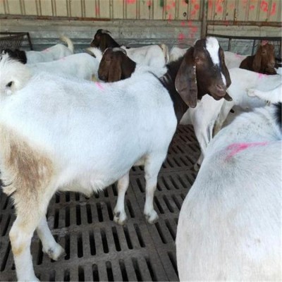 波尔山羊价格活羊批发价格图2