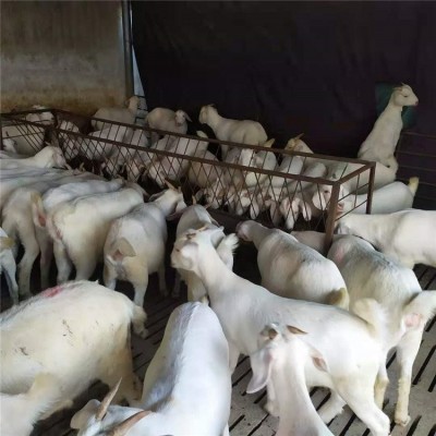 波尔山羊价格活羊批发价格图3