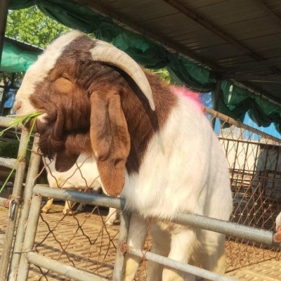 波尔山羊价格活羊批发价格图5