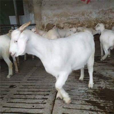 波尔山羊价格活羊批发价格图4