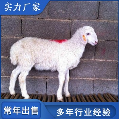 活体小尾寒羊肉羊养殖 屠宰率高 饲养体系完整图4