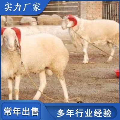 活体小尾寒羊肉羊养殖 屠宰率高 饲养体系完整图3