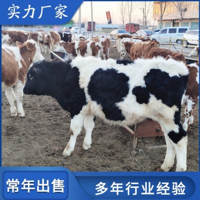 成年西门塔尔牛肉牛养殖 适应性强 瘦肉产量高图4