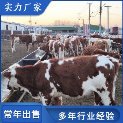 成年西门塔尔牛肉牛养殖 适应性强 瘦肉产量高图5