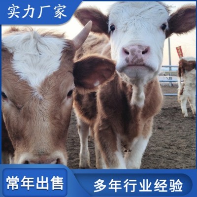 成年西门塔尔牛肉牛养殖 适应性强 瘦肉产量高图2