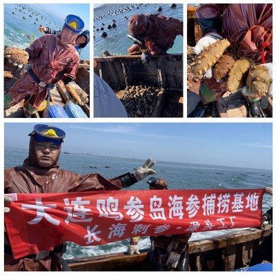 大连半干海参批发500g冷冻水产非干货拉缸盐辽刺参可食用一件代发图2