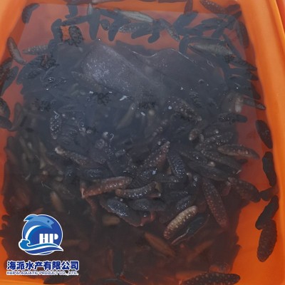 土耳其冰岛米刺参 希腊刺参餐饮食材批发 500g袋装冻干海参水产图2