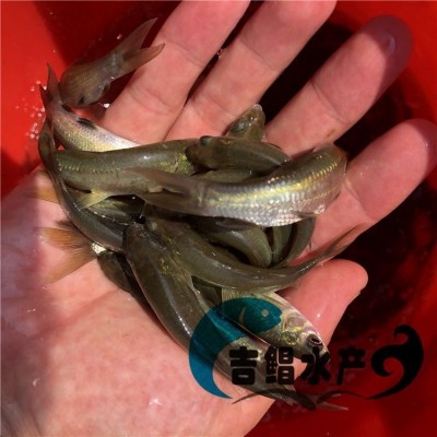 青鱼苗批发 黑鲩鱼苗 螺蛳青鱼苗 灰鲩鱼苗 黑草鱼苗图4