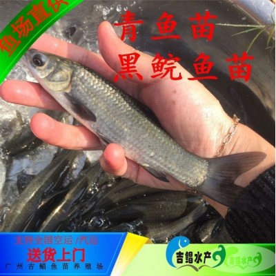 青鱼苗批发 黑鲩鱼苗 螺蛳青鱼苗 灰鲩鱼苗 黑草鱼苗图5