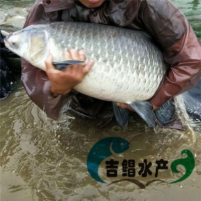 青鱼苗批发 黑鲩鱼苗 螺蛳青鱼苗 灰鲩鱼苗 黑草鱼苗图3