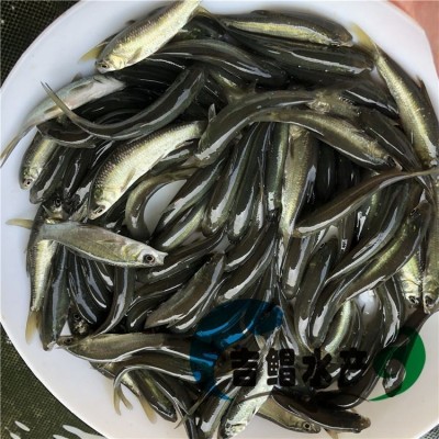 青鱼苗批发 黑鲩鱼苗 螺蛳青鱼苗 灰鲩鱼苗 黑草鱼苗图2