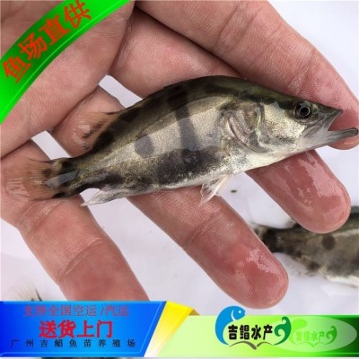 养殖基地直供桂花鱼苗 鳜鱼苗 桂鱼苗 全国发货图5