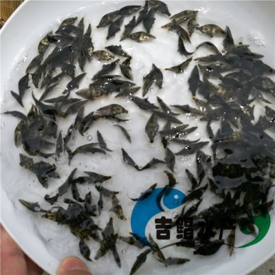 养殖基地直供桂花鱼苗 鳜鱼苗 桂鱼苗 全国发货图3