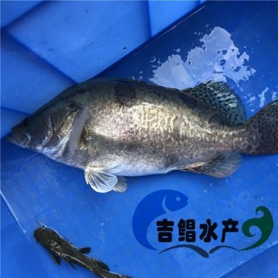 养殖基地直供桂花鱼苗 鳜鱼苗 桂鱼苗 全国发货图4