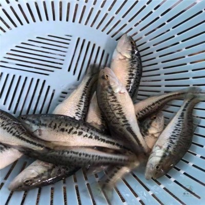 优鲈三号鱼苗 易饲养加州鲈鱼 杂交七星鲈稍呈纺锤形图3