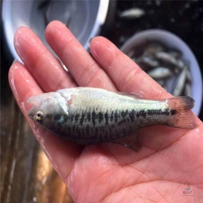 优鲈三号鱼苗 易饲养加州鲈鱼 杂交七星鲈稍呈纺锤形图4