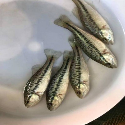 优鲈三号鱼苗 易饲养加州鲈鱼 杂交七星鲈稍呈纺锤形图5