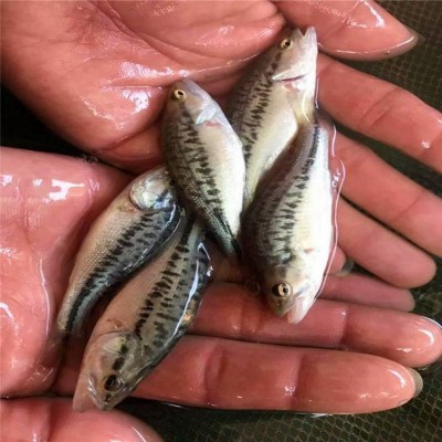 优鲈三号鱼苗 易饲养加州鲈鱼 杂交七星鲈稍呈纺锤形图2