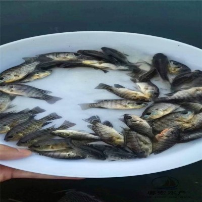 陆空发货罗非种苗 耐低氧吉富罗非苗 快大保罗罗飞苗图5