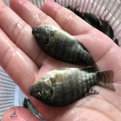 陆空发货罗非种苗 耐低氧吉富罗非苗 快大保罗罗飞苗图3