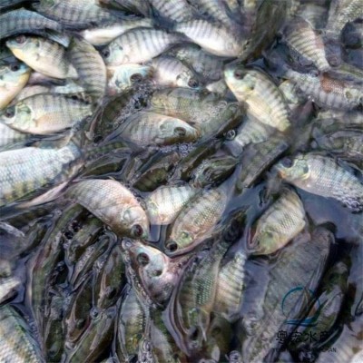 陆空发货罗非种苗 耐低氧吉富罗非苗 快大保罗罗飞苗图4