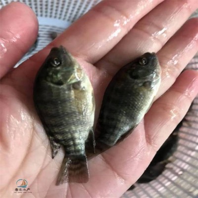 陆空发货罗非种苗 耐低氧吉富罗非苗 快大保罗罗飞苗图2