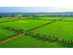 哈拉海农场：推进高标准农田建设 夯实现代农业发展基础