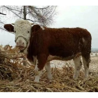 鸿翔牧业 利木赞肉牛 西门塔尔牛牛牛可自由挑选 99%净肉率图3