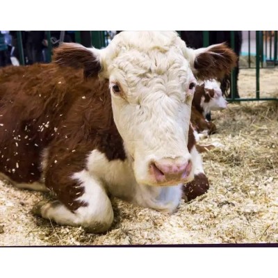 鸿翔牧业 利木赞肉牛 西门塔尔牛牛牛可自由挑选 99%净肉率图4