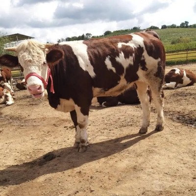 鸿翔牧业 利木赞肉牛 西门塔尔牛牛牛可自由挑选 99%净肉率图5