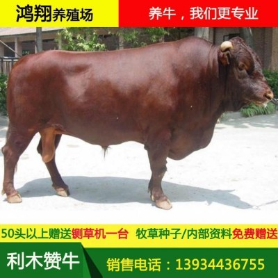 鸿翔牧业 利木赞肉牛 西门塔尔牛牛牛可自由挑选 99%净肉率图2