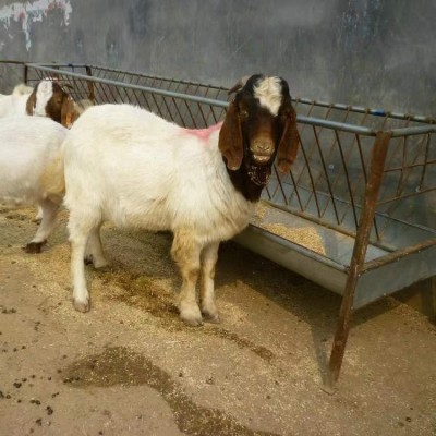 波尔山羊 农家养殖脱温育肥羊羔 提供技术指导图5