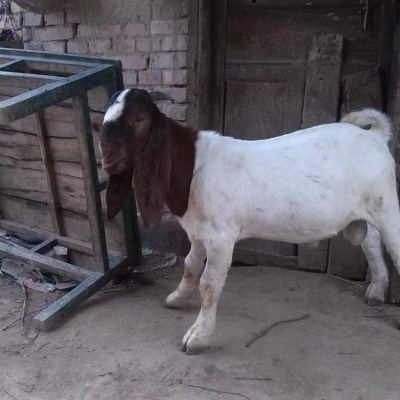 波尔山羊 农家养殖脱温育肥羊羔 提供技术指导图4