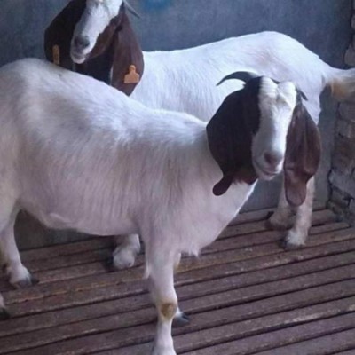 波尔山羊 农家养殖脱温育肥羊羔 提供技术指导图3